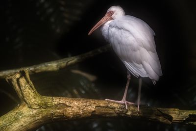 Ibis blanc - Biodme de Montral 