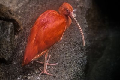 Ibis rouge - Biodme de Montral 