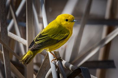 Paruline jaune - Parc-nature de la Pointe-aux-Prairies