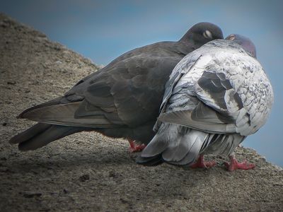 Pigeons - Parc-de-lle-de-la-Visitation, Montral 