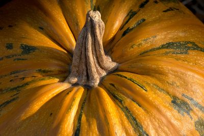Citrouille - Jardin botanique de Montral 