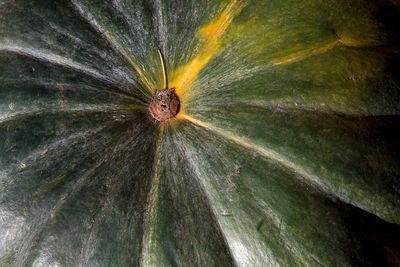 Citrouille - Jardin botanique de Montral 