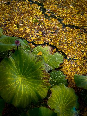 Feuilles d'automne - Jardin botanique de Montral 