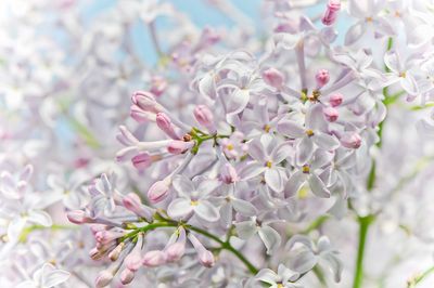 Lilas - Jardin botanique de Montral 
