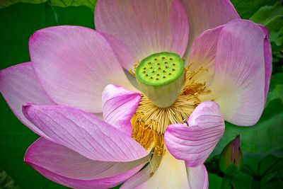 Lotus - Jardin botanique de Montral 