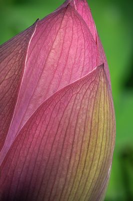 Lotus - Jardin botanique de Montral 