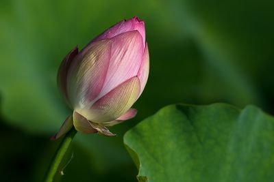 Lotus - Jardin botanique de Montral 