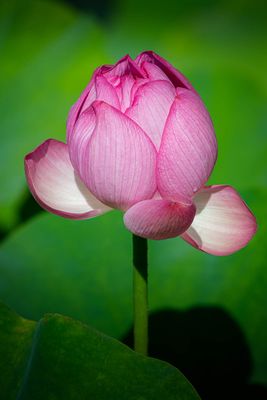 Lotus - Jardin botanique de Montral 