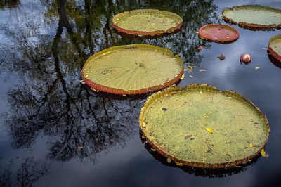 Nnuphars - Jardin botanique de Montral 