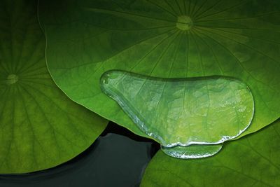 Nnuphars - Jardin botanique de Montral 