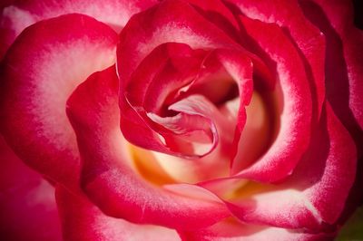 Rose - Jardin botanique de Montral 