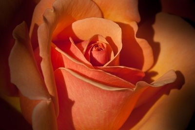 Rose - Jardin botanique de Montral 