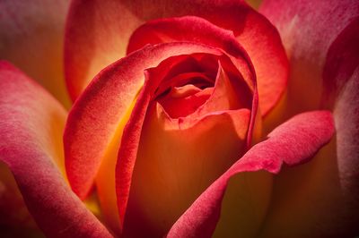 Rose - Jardin botanique de Montral 