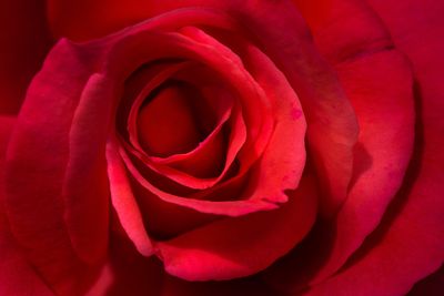 Rose - Jardin botanique de Montral 
