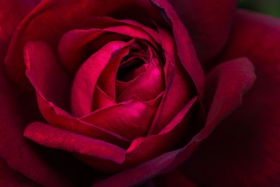 Rose - Jardin botanique de Montral 