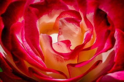 Rose - Jardin botanique de Montral 