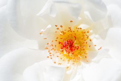 Rose - Jardin botanique de Montral 