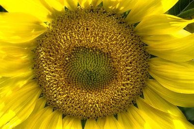 Tournesol - Jardin botanique de Montral 