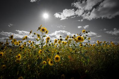 Tournesol - Parc Frdric-Back