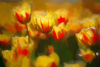 Tulipes - Ottawa