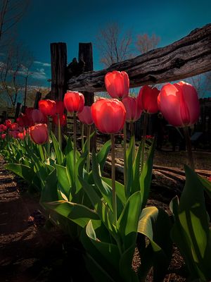 Tulipes - Jardin botanique de Montral 