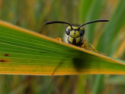 Abeille - Parc Jarry, Montral 