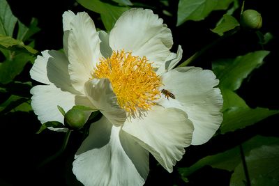 Abeille - Jardin botanique de Montral 