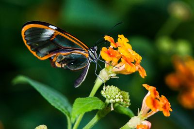 Greta Oto - Papillons en libert - Jardin botanique de Montral