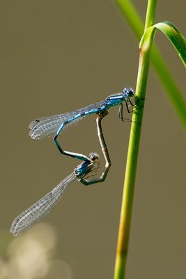 Libellules - Jardin botanique de Montral 