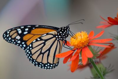 Monarque - Papillons en libert - Jardin botanique de Montral