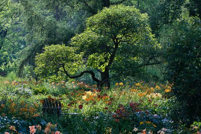 Jardin botanique de Montral 