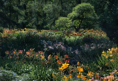 Jardin botanique de Montral 