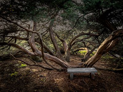 Jardin botanique de Montral 