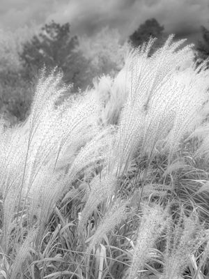 Parc Jarry - Montral 