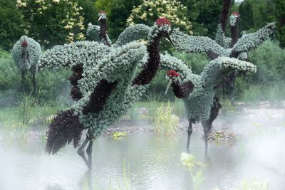Mosacultures