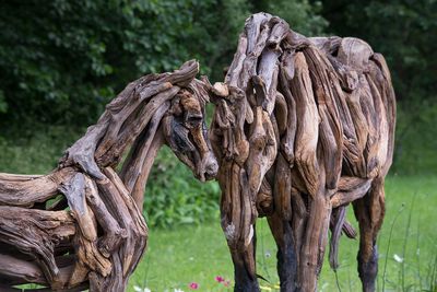 Mosacultures