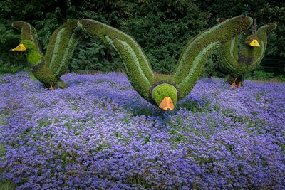 Mosacultures