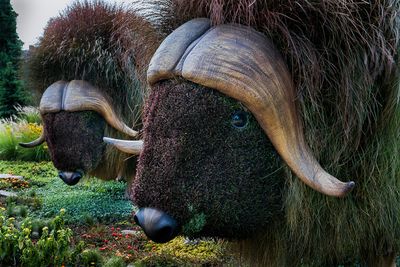 Mosacultures