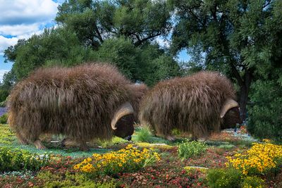 Mosacultures