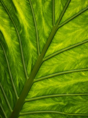 Textures - Jardin botanique de Montral 