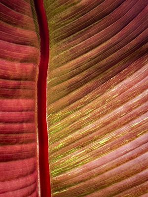 Textures - Jardin botanique de Montral 