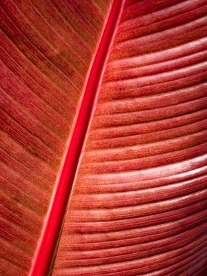 Textures - Jardin botanique de Montral 