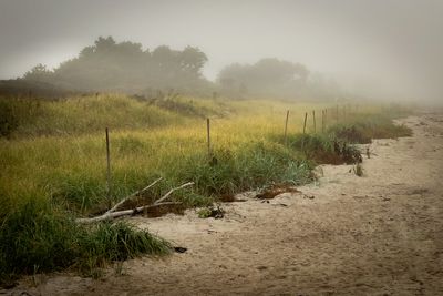 Dunes - Ogunquit