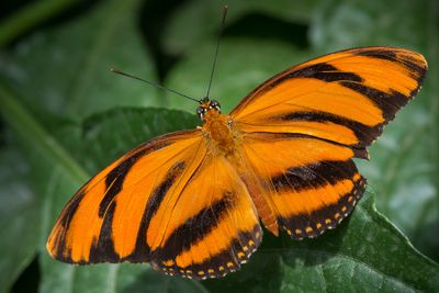Dryadula phaetusa