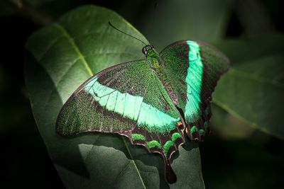 Machaon meraude