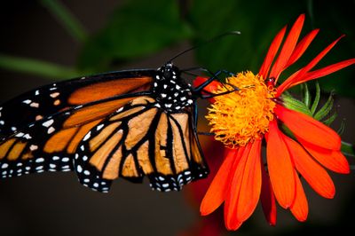 Monarque