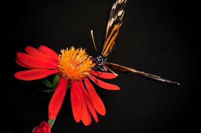 Monarque