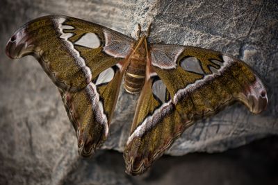 Papillon cobra
