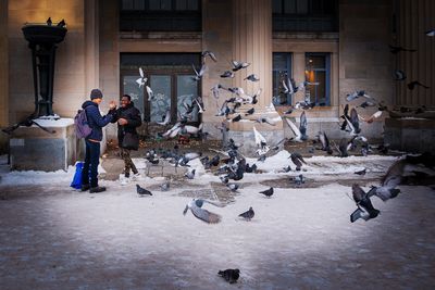 Les pigeons de la Gare Jean-Talon - Montral 