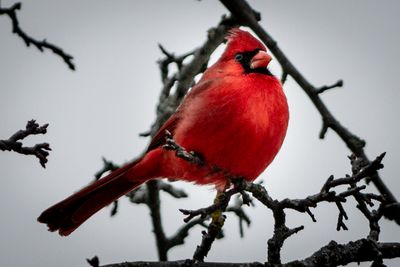 Cardinal - Jardin botanique de Montral 